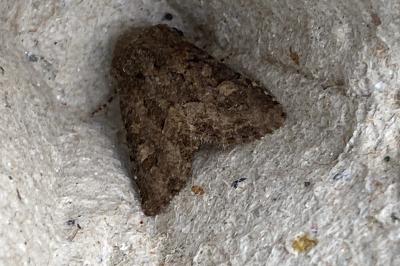<i>Luperina testacea</i>