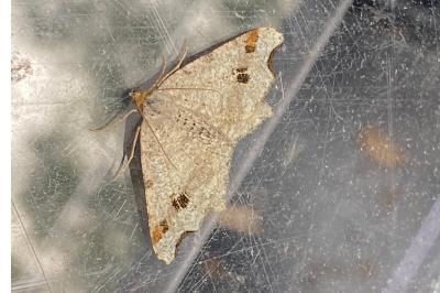 <i>Macaria alternata</i>