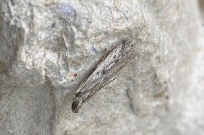 <i>Phycitodes</i>