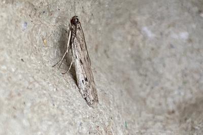 <i>Phycitodes</i>