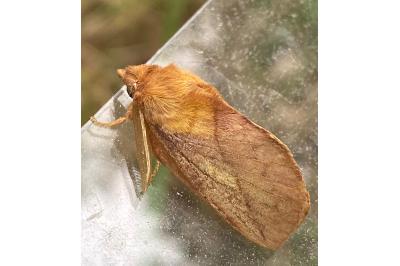 <i>Euthrix potatoria</i>