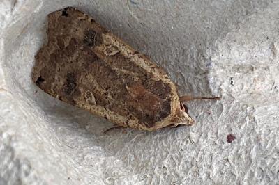 <i>Noctua pronuba</i>