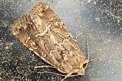<i>Thalpophila matura</i>