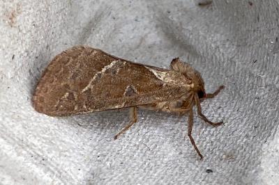 <i>Triodia sylvina</i>