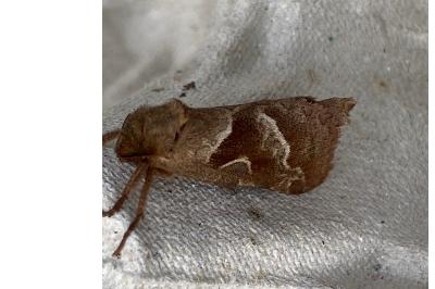 <i>Triodia sylvina</i>