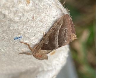 <i>Triodia sylvina</i>