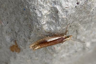 <i>Ypsolopha parenthesella</i>