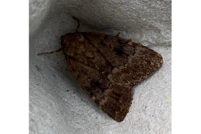 <i>Amphipyra berbera</i>