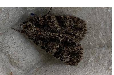 <i>Acronicta rumicis</i>