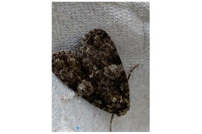 <i>Acronicta rumicis</i>