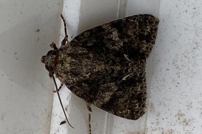 <i>Acronicta rumicis</i>