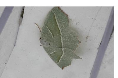 <i>Campaea margaritaria</i>