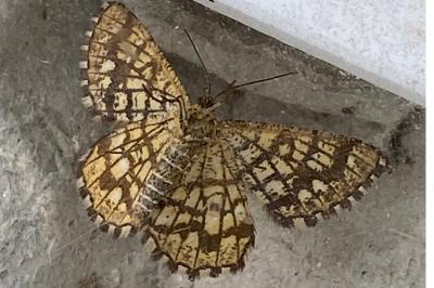 <i>Chiasmia clathrata</i>