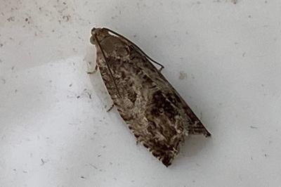 <i>Cydia splendana</i>