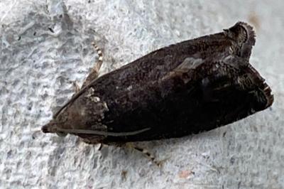 <i>Cydia splendana</i>