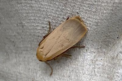 <i>Katha depressa</i>