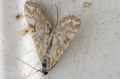 <i>Elophila nymphaeata</i>