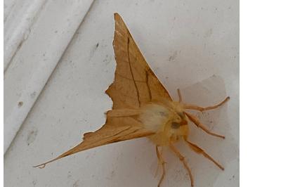 <i>Ennomos erosaria</i>