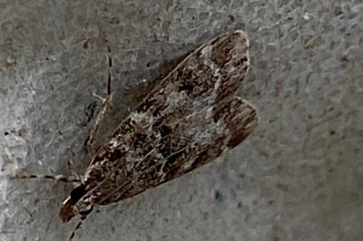 <i>Eudonia mercurella</i>