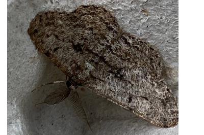 <i>Hypomecis roboraria</i>