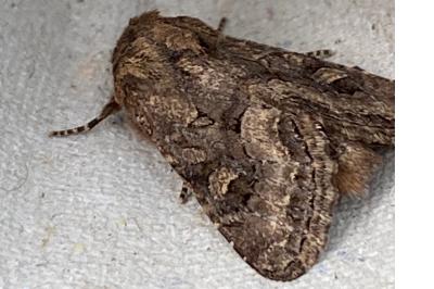 <i>Luperina testacea</i>