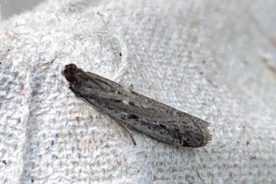 <i>Phycitodes</i>
