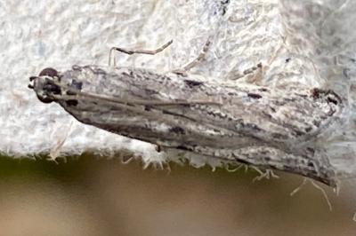 <i>Phycitodes</i>