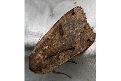 <i>Noctua pronuba</i>