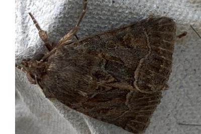<i>Thalpophila matura</i>