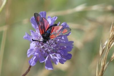 <i>Zygaena loti</i>