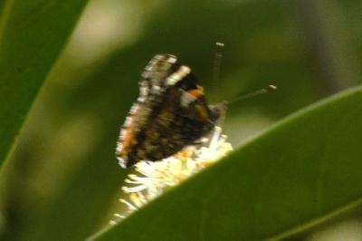 <i>Vanessa atalanta</i>
