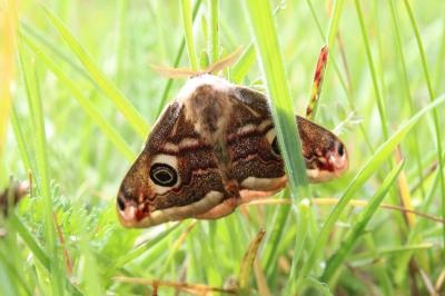 <i>Saturnia pavonia</i>