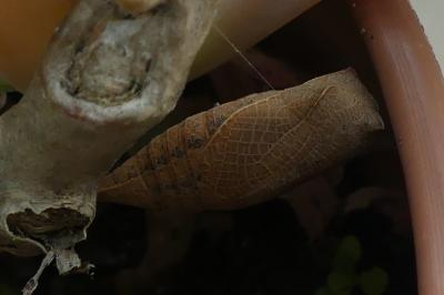 <i>Iphiclides podalirius</i>