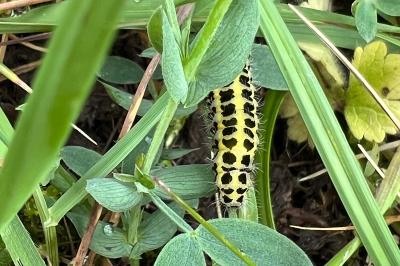 <i>Zygaena</i>