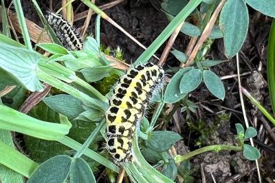 <i>Zygaena</i>