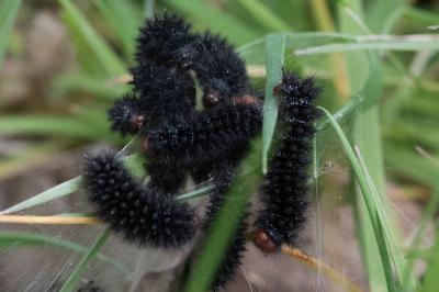 <i>Melitaea cinxia</i>