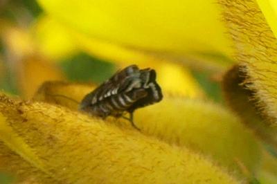<i>Grapholita</i>