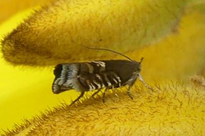 <i>Grapholita</i>