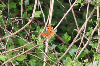 <i>Polygonia c-album</i>