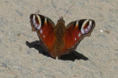 <i>Aglais io</i>