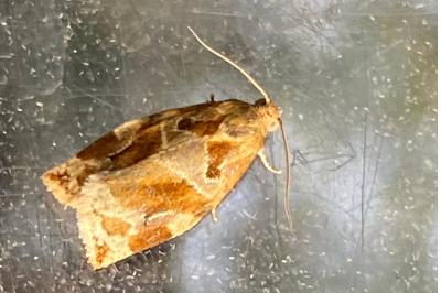 <i>Archips xylosteana</i>