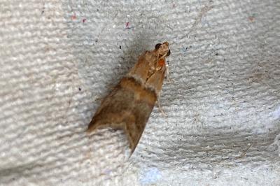<i>Acrobasis repandana</i>