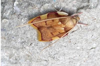 <i>Carcina quercana</i>