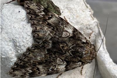 <i>Catocala promissa</i>
