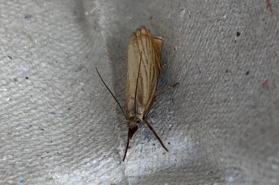 <i>Chrysoteuchia culmella</i>