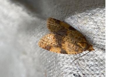 <i>Epagoge grotiana</i>
