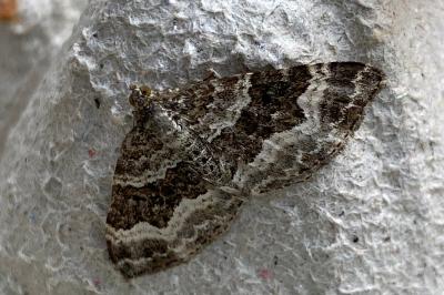 <i>Epirrhoe alternata</i>