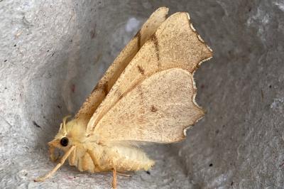 <i>Ennomos erosaria</i>