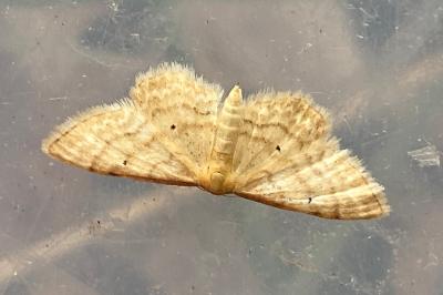 <i>Idaea fuscovenosa</i>
