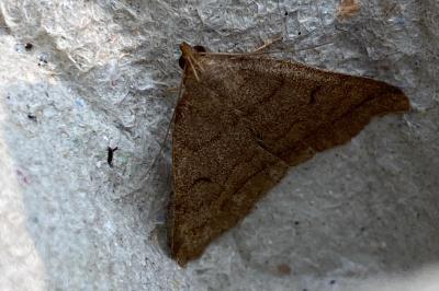 <i>Zanclognatha lunalis</i>